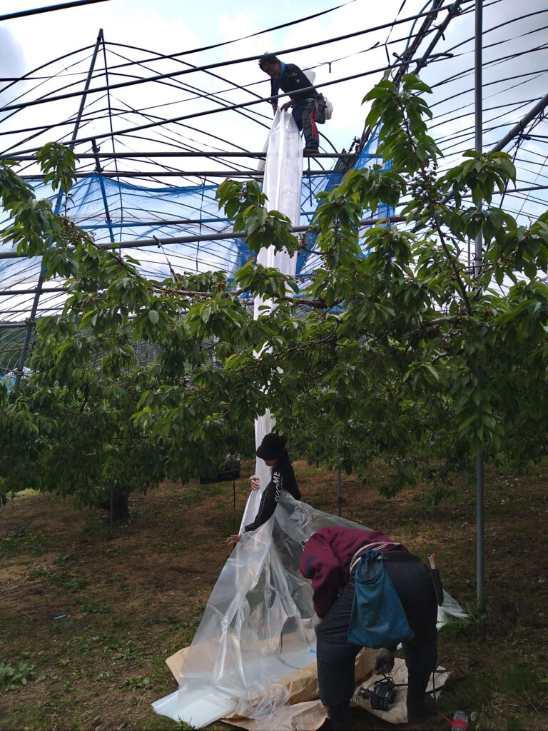Today’s cherry farm🍒 Ohashi Cherry Farm Hokkaido, JAPAN