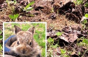 可愛い野うさぎ