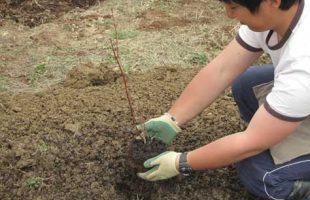 ２４年度ブルーベリーの苗木植え