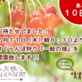 7月11日（木）さくらんぼ狩りオープン!!