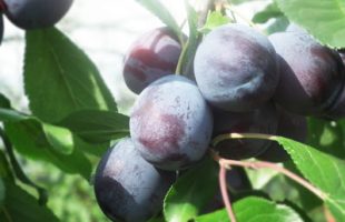 新たに仲間入り・秋の味覚プルーン♪