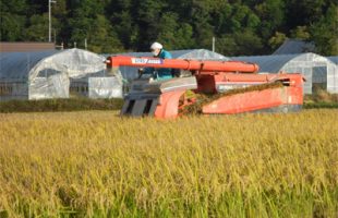 2013年 小林農園さんの稲刈りの様子